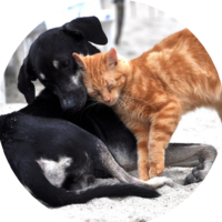 soins magnétisme animaux Rhône Alpes