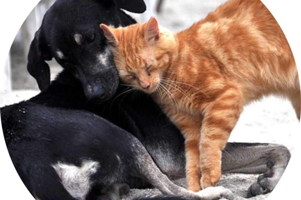 soins magnétisme animaux Rhône Alpes