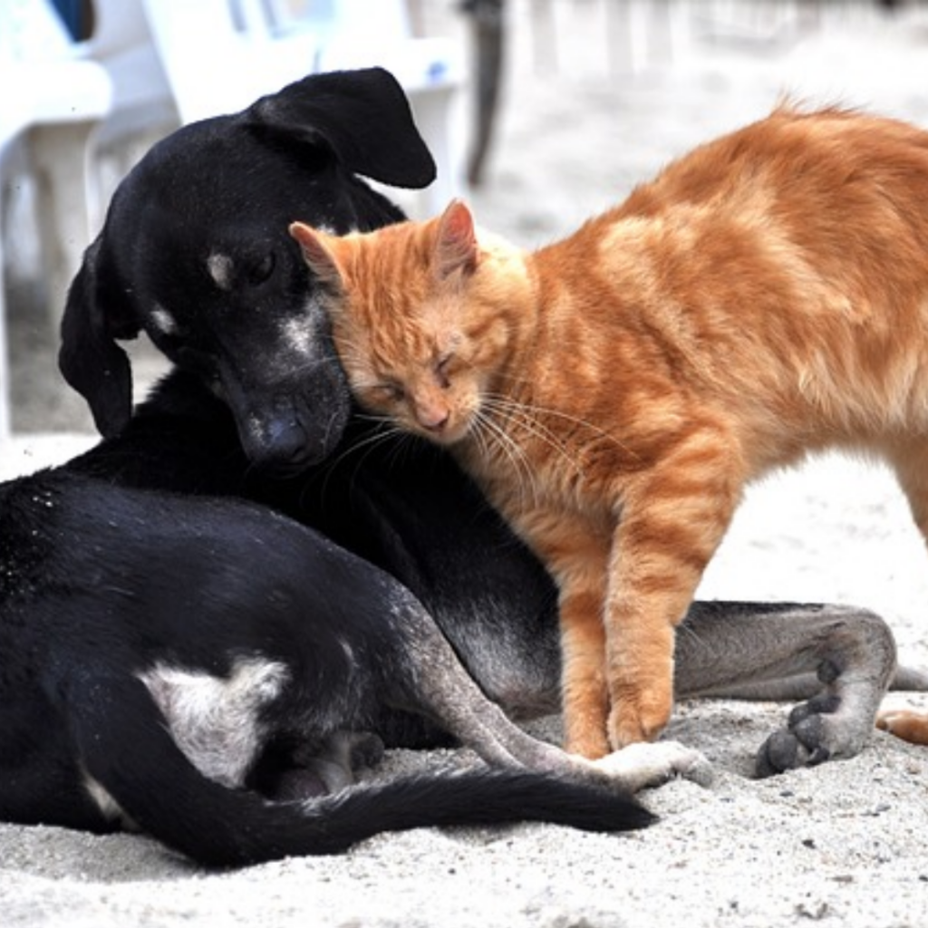 soins animaux prestation